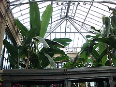 299 Longwood Gardens [2008 August 23]